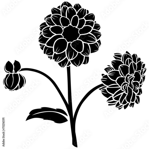Fototapeta Naklejka Na Ścianę i Meble -  Dahlia flower silhouette