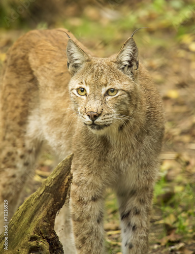 Eurasian lynx