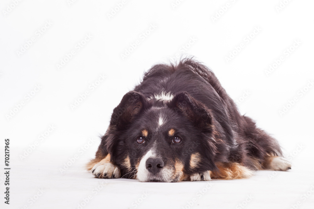 Gelangweilter Border Collie Mix Gelangweilter Border Collie Mix