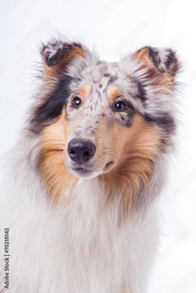 Langhaarcollie Portrait Langhaarcollie Portrait