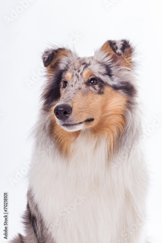 Rough Collie Portrait © hemlep