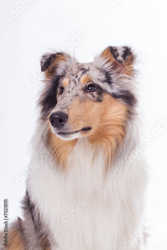 Portrait eines Collies