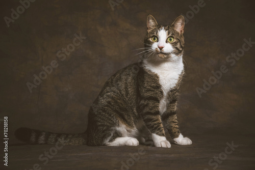 Cute young tabby cat with white chest against dark fabric backgr