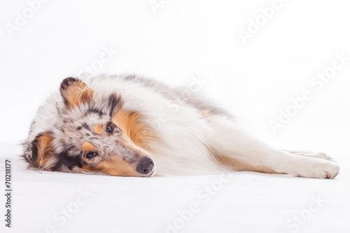 Foto Gelangweilter Collie