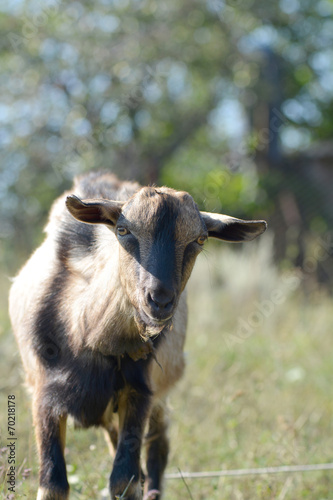 Funny goat's portrait on a green sunny meadow background © fotoscool