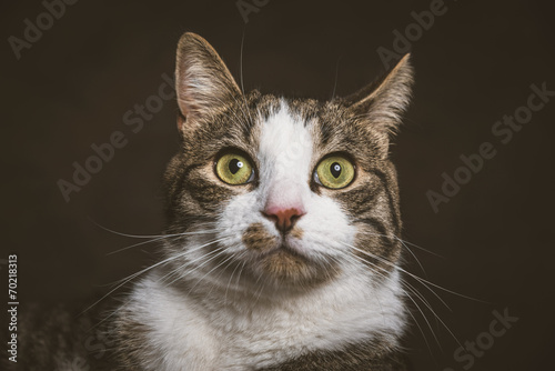 Cute young tabby cat with white chest against dark fabric backgr