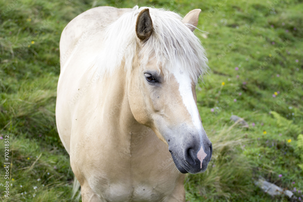 Obraz premium Wild Horse