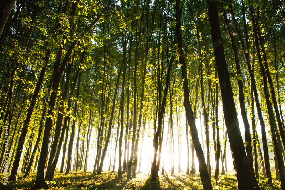 Obraz premium nature. sunset in the forest