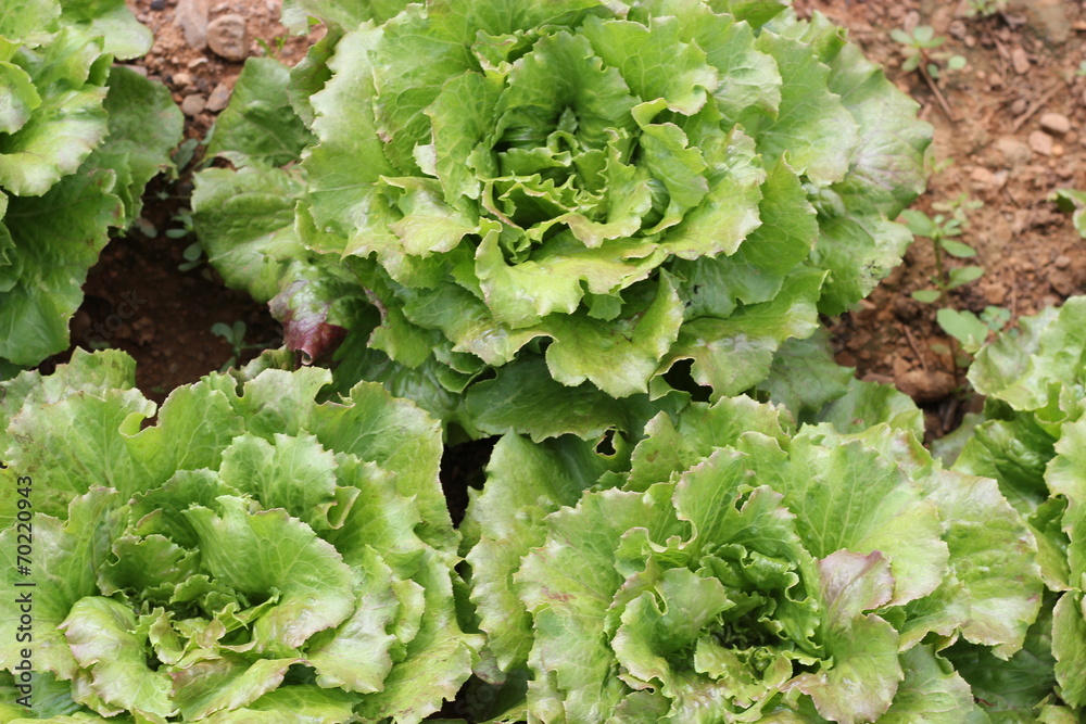 lechuga lechuga