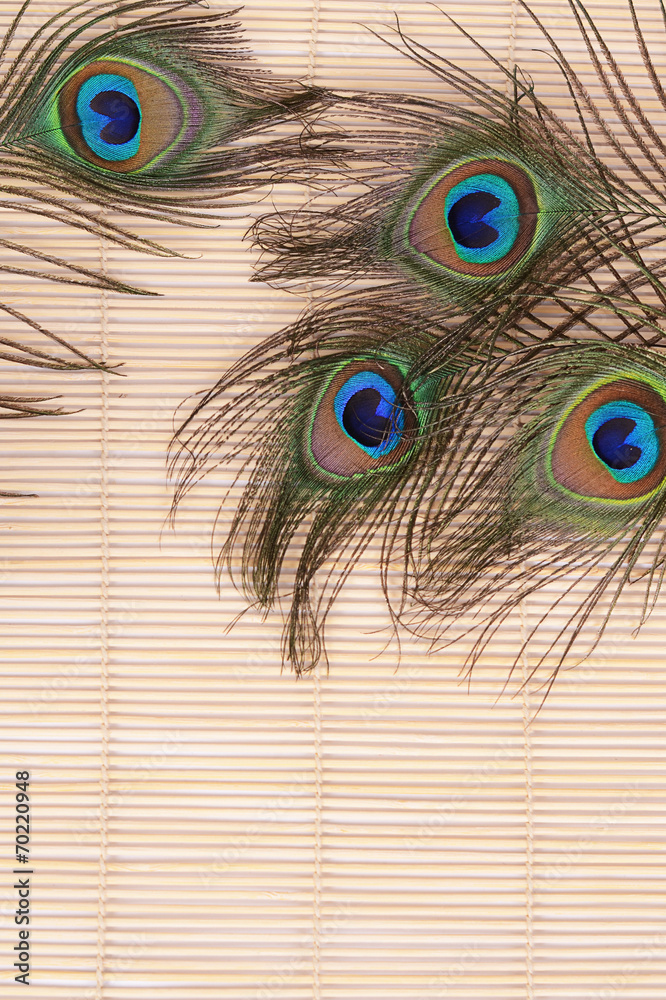 Obraz premium Beautiful feather of a peacock