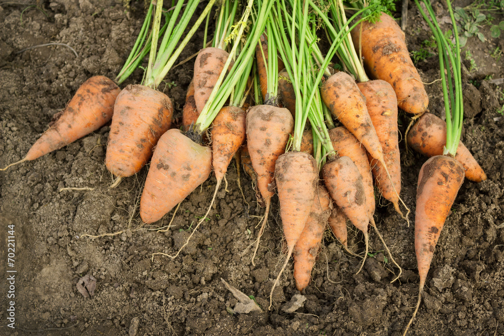 Fototapeta premium Dug carrots lying on the arable land