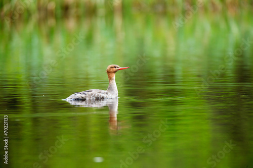 Mergus serrator, Red-breasted Merganser. photo