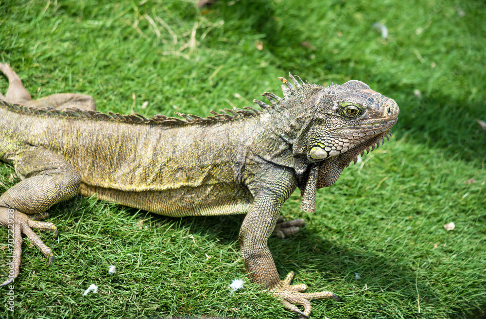Iguanas enjoying the summer weather at a park Iguanas enjoying the summer weather at a park