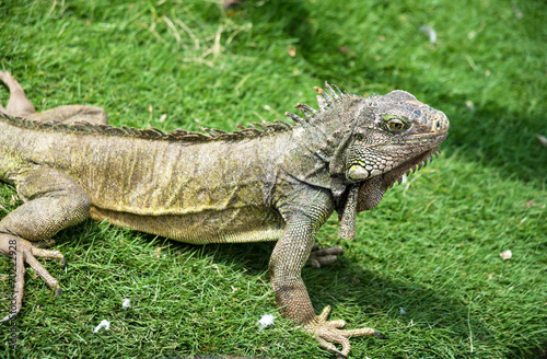 Iguanas enjoying the summer weather at a park