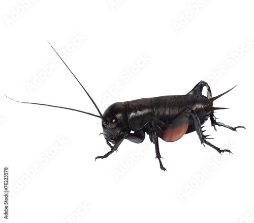 insect cricket isolated on white background