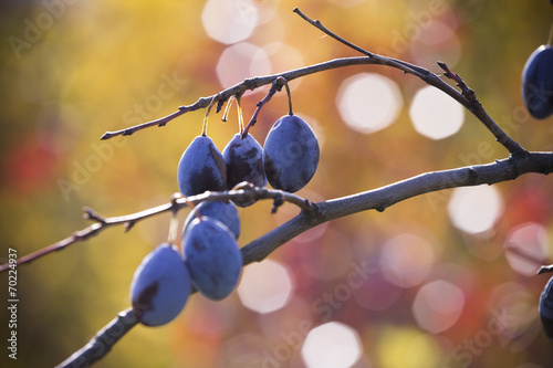 Fresh ripe blue plums on tree