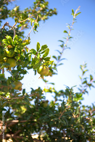 Unreife Granatäpfel, Kreta