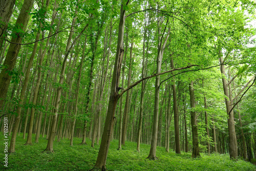Slender trees in young forest green in summer