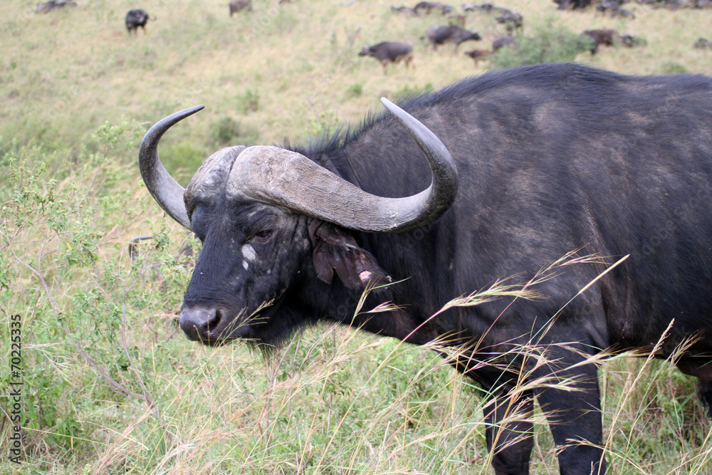 Fototapeta premium Buffle mâle