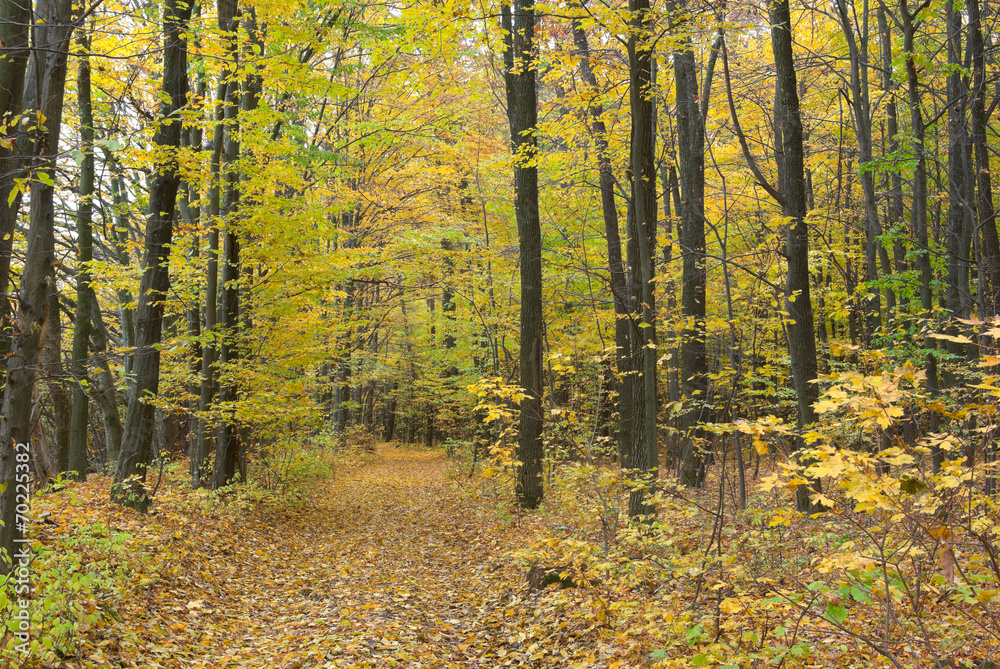 Trees in the autumn forest among  yellow leaves