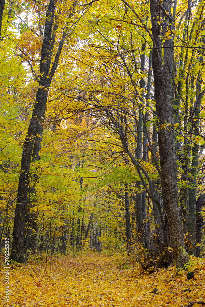 Trees in the autumn forest among yellow leaves Trees in the autumn forest among yellow leaves