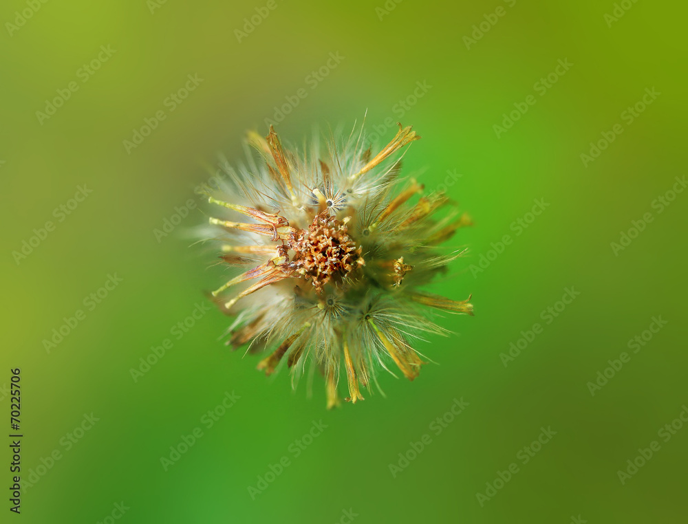 White dandelion flowers on soft background closeup. White dandelion flowers on soft background closeup.
