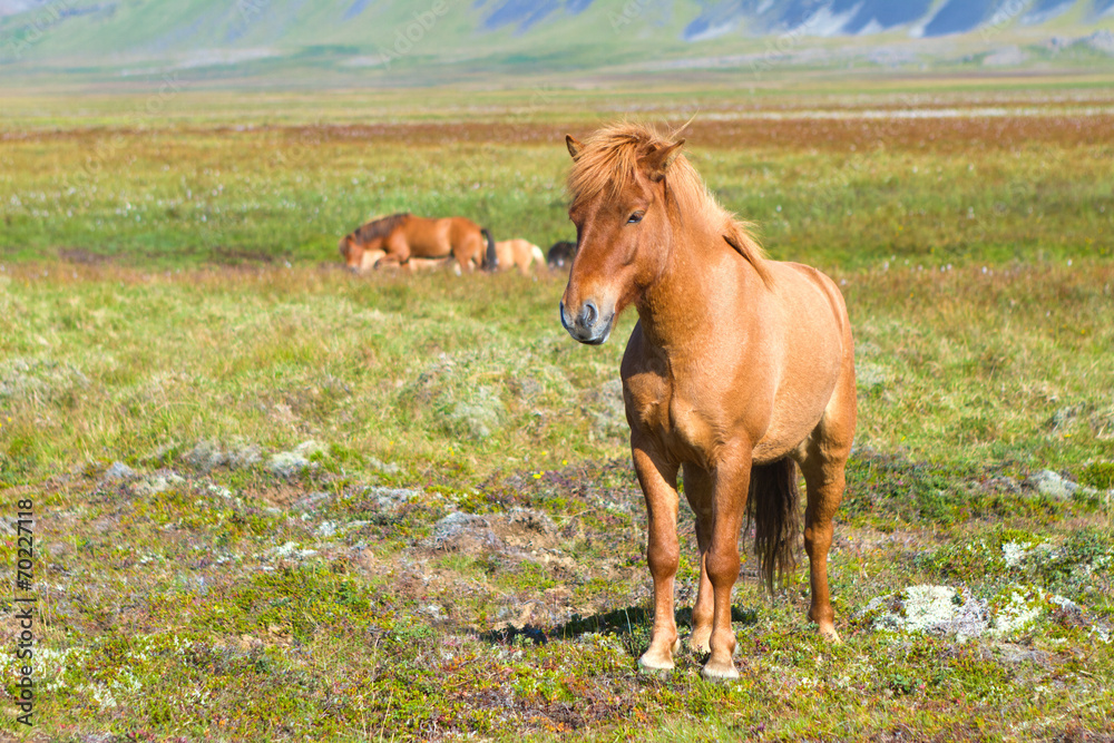 Obraz premium Icelandic Horse