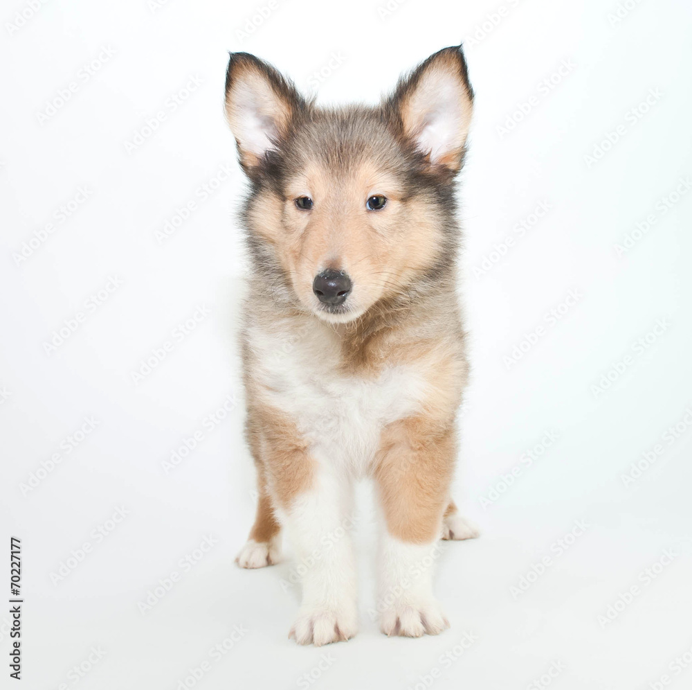 Collie Puppy