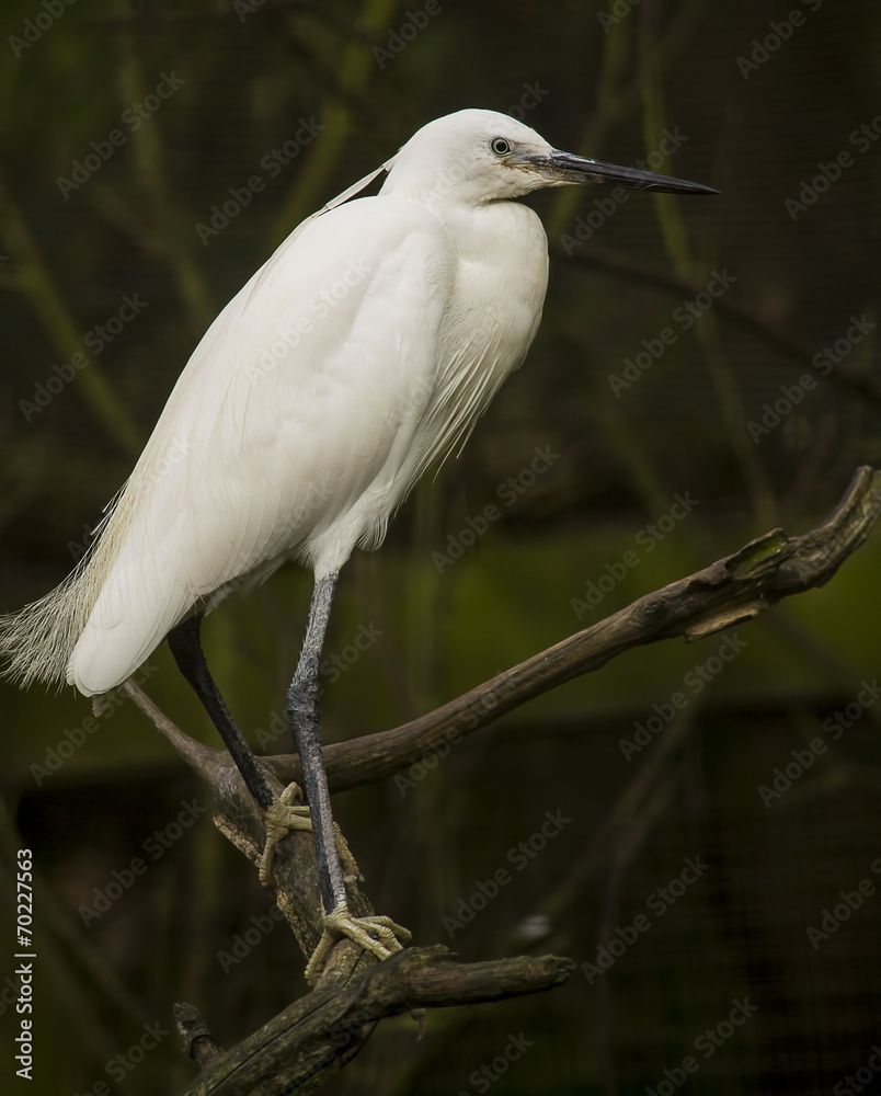 Great egret Great egret