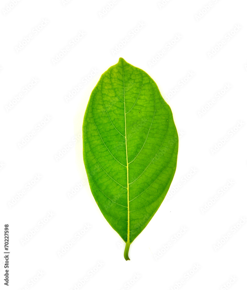 Green jackfruit leaf Green jackfruit leaf