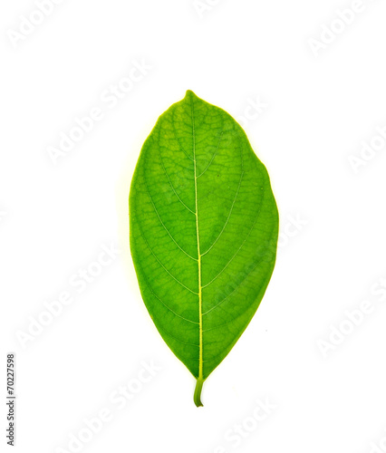 Green jackfruit leaf