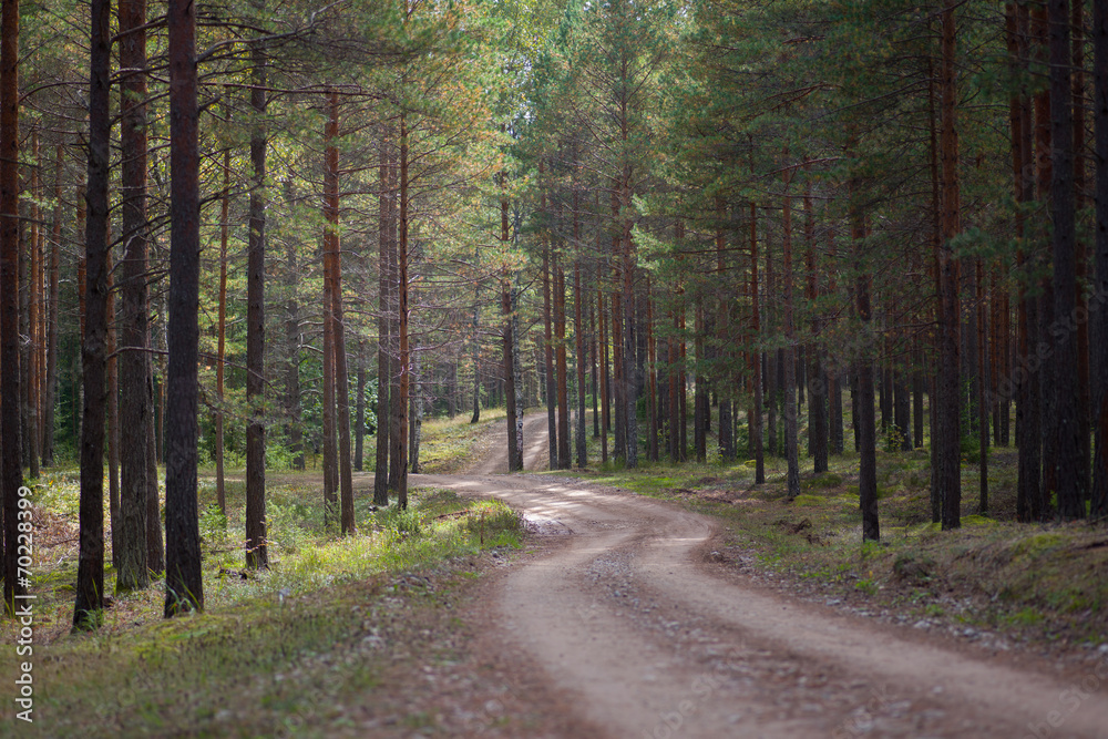 Fototapeta premium A rural road through a forest