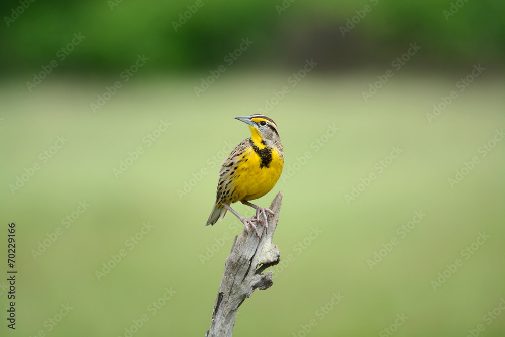 Fototapeta premium Eastern Meadowlark