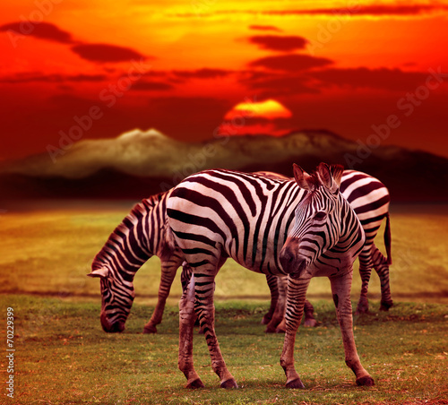 wild zebra standing in green grass field against beautiful dusky