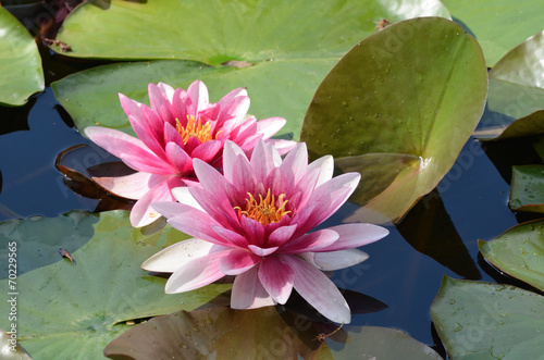 Fototapeta Naklejka Na Ścianę i Meble -  Floating water lilly flowers