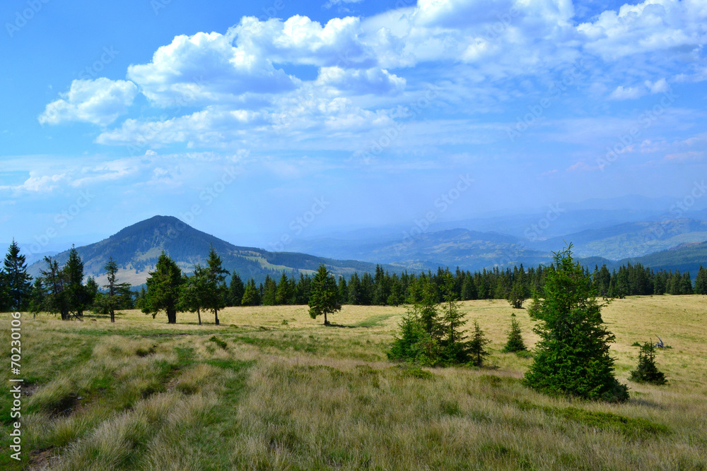Rodna mountains in Romania - grassy ridge with trees