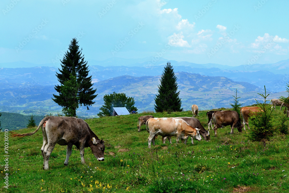 Rodna mountains in Romania - grazing cows on the mountain ridge Rodna mountains in Romania - grazing cows on the mountain ridge