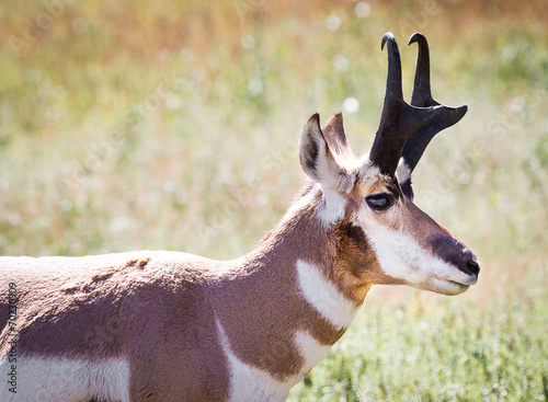 Pronghorn Antelope