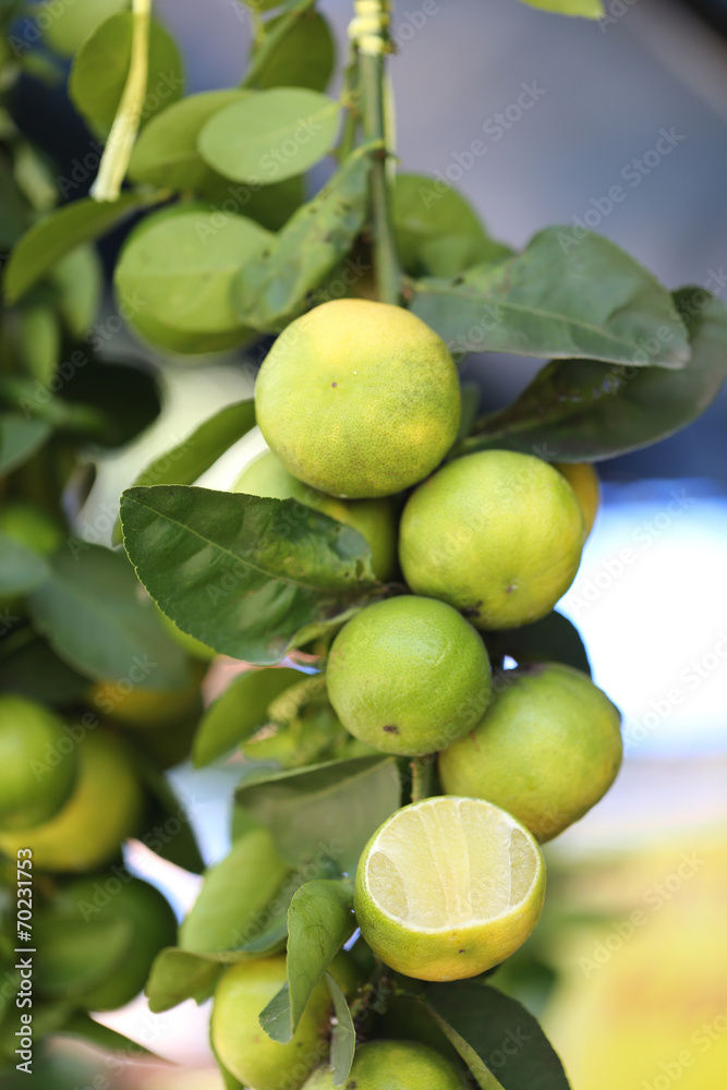 Fresh lemon on tree.