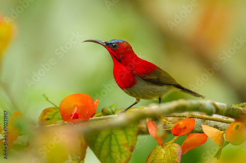 Close up of Crimson Sunbird (Aethopyga siparaja) in nature © kajornyot
