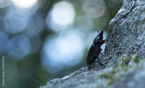 Female stag beetle  Lucanus cercvus in twilight