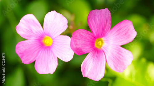 pink Oxalis glabra flower on green leaf in japan