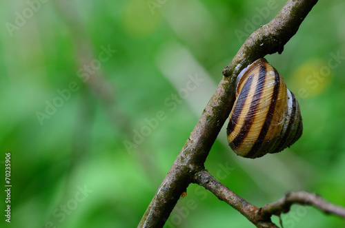 schnecke auf ast mit gruen