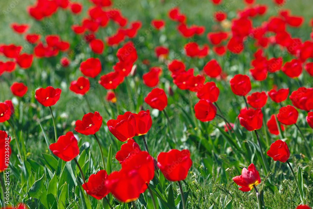 Obraz premium Pole czerwonych tulipanów