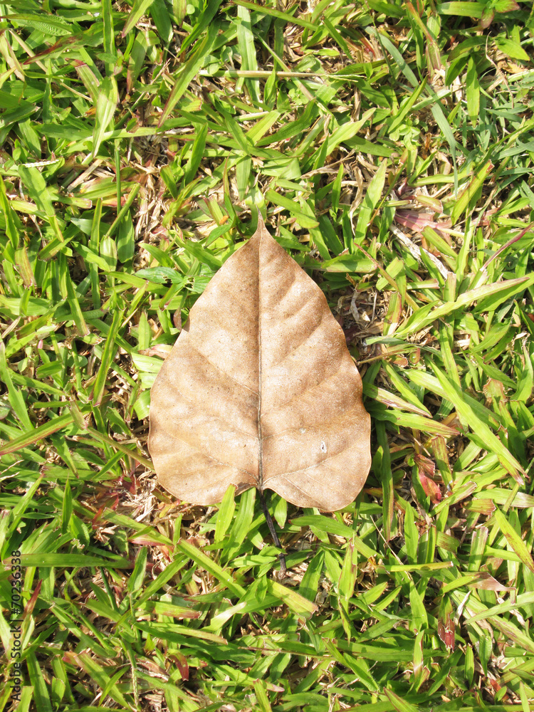 Green grass and dry leaves on ground surface texture background Green grass and dry leaves on ground surface texture background
