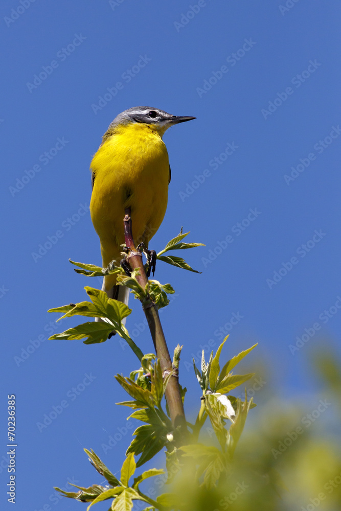 Wild bird sitting on a branch. Motacilla flava