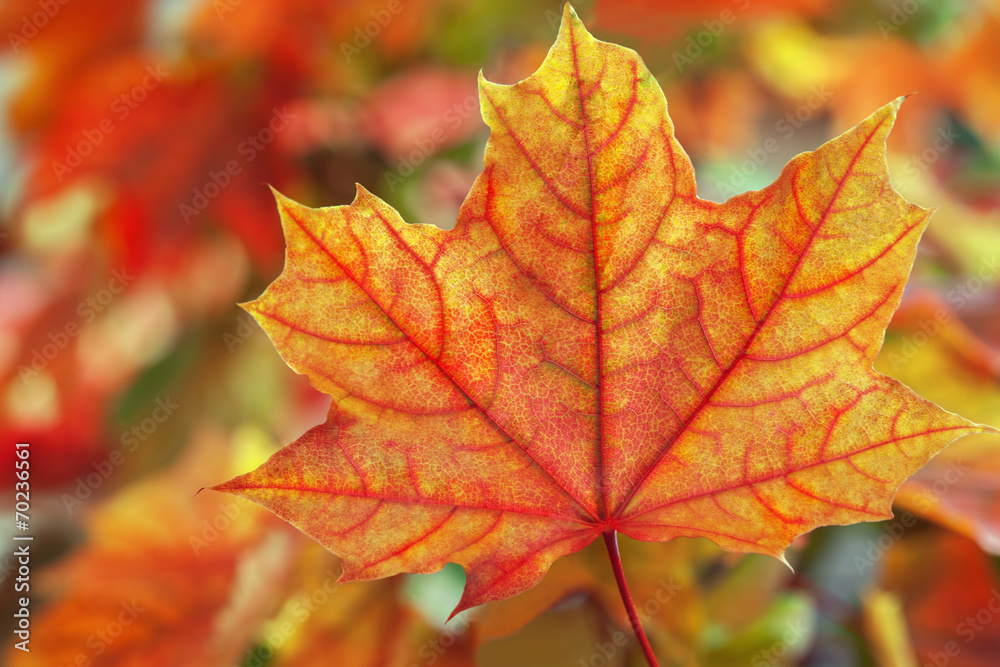 Maple leaves in autumn colours