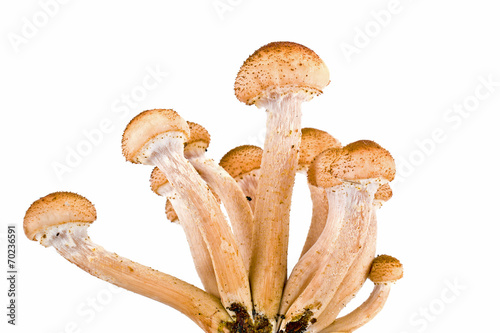 Fotografia Honey fungus, or Armillaria or оpenky