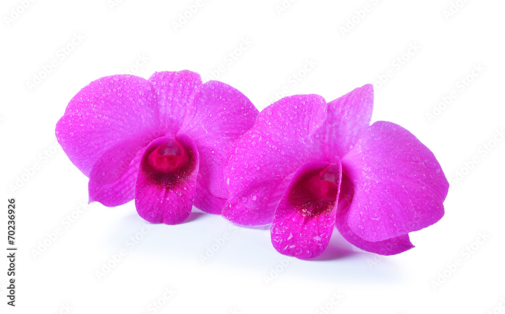 Fototapeta premium Purple Orchid Flower isolated on white background