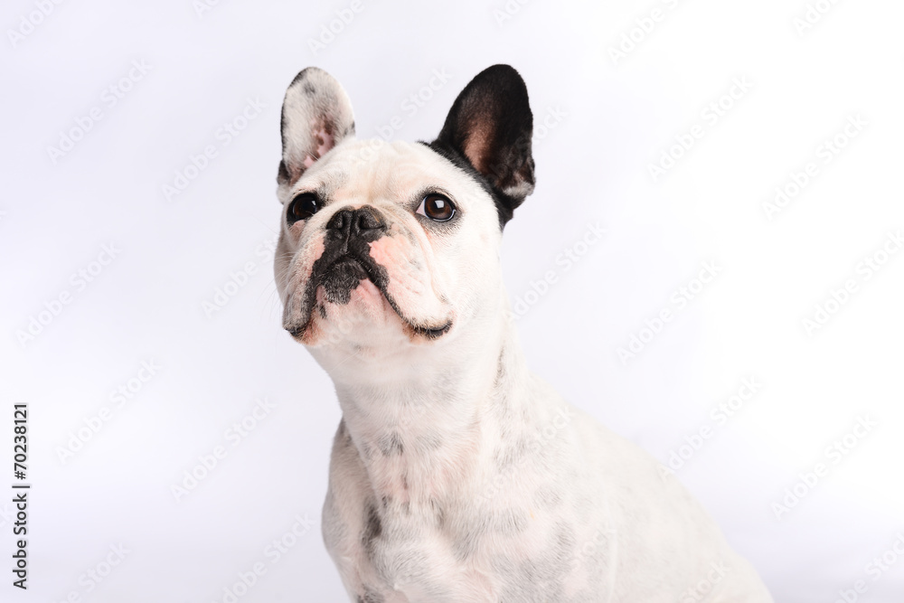 isolated studio shot of french bulldog on white background
